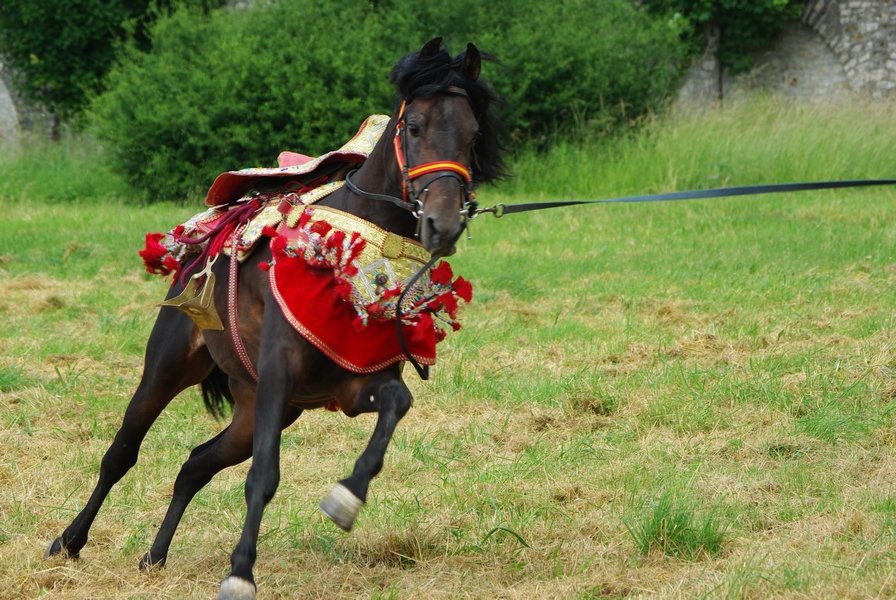 Le Moussem des Cultures 2008 073.jpg